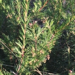 Grevillea rosmarinifolia subsp. rosmarinifolia (Rosemary Grevillea) at Hughes Grassy Woodland - 12 Apr 2019 by ruthkerruish