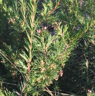 Grevillea rosmarinifolia subsp. rosmarinifolia (Rosemary Grevillea) at Hughes Grassy Woodland - 12 Apr 2019 by ruthkerruish