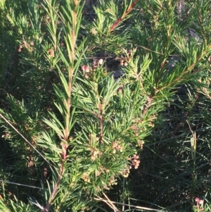 Grevillea rosmarinifolia subsp. rosmarinifolia at Hughes, ACT - 12 Apr 2019