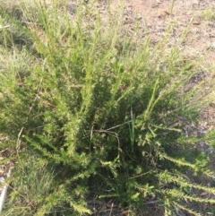 Grevillea rosmarinifolia subsp. rosmarinifolia at Hughes, ACT - 12 Apr 2019