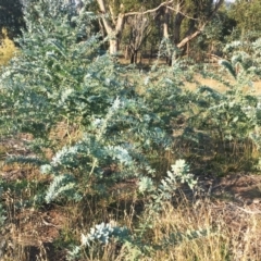 Acacia baileyana (Cootamundra Wattle, Golden Mimosa) at Hughes Grassy Woodland - 12 Apr 2019 by ruthkerruish