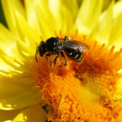 Lasioglossum (Chilalictus) sp. (genus & subgenus) (Halictid bee) at ANBG - 13 Apr 2019 by dimageau