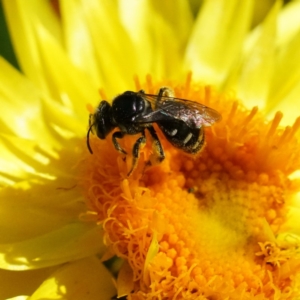 Lasioglossum (Chilalictus) sp. (genus & subgenus) at Acton, ACT - 13 Apr 2019