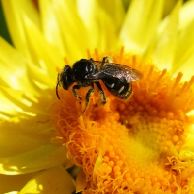 Lasioglossum (Chilalictus) sp. (genus & subgenus) (Halictid bee) at Acton, ACT - 13 Apr 2019 by dimageau