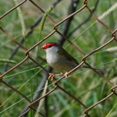 Neochmia temporalis (Red-browed Finch) at Acton, ACT - 13 Apr 2019 by DonTaylor