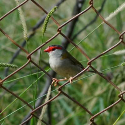 Neochmia temporalis (Red-browed Finch) at ANBG - 13 Apr 2019 by dimageau