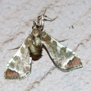 Sceliodes cordalis at Ainslie, ACT - 13 Apr 2019