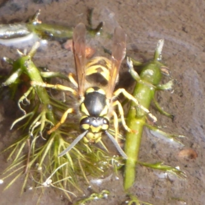Vespula germanica (European wasp) at Namadgi National Park - 13 Apr 2019 by Christine