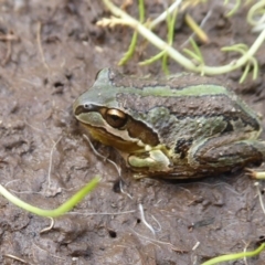 Litoria verreauxii verreauxii (Whistling Tree-frog) at Namadgi National Park - 13 Apr 2019 by Christine