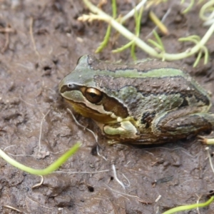 Litoria verreauxii verreauxii at Mount Clear, ACT - 13 Apr 2019 02:37 PM