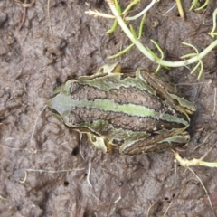 Litoria verreauxii verreauxii at Mount Clear, ACT - 13 Apr 2019 02:37 PM