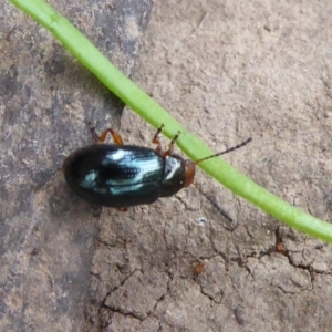 Chrysomelidae sp. (family) at Mount Clear, ACT - 13 Apr 2019