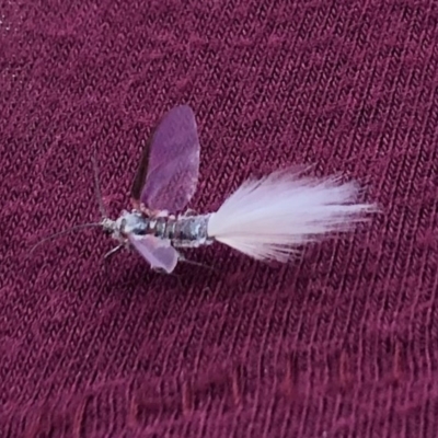 Callipappus sp. (genus) (Mealybug, Bird of Paradise fly) at Rendezvous Creek, ACT - 13 Apr 2019 by Fefifofum
