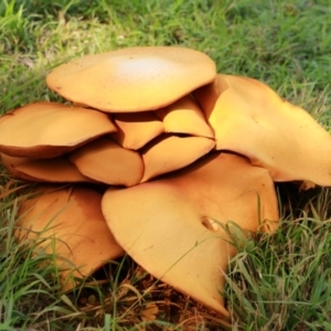 Gymnopilus junonius at Molonglo Valley, ACT - 13 Apr 2019