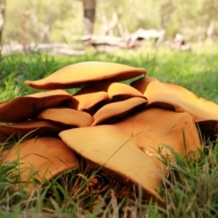 Gymnopilus junonius at Molonglo Valley, ACT - 13 Apr 2019