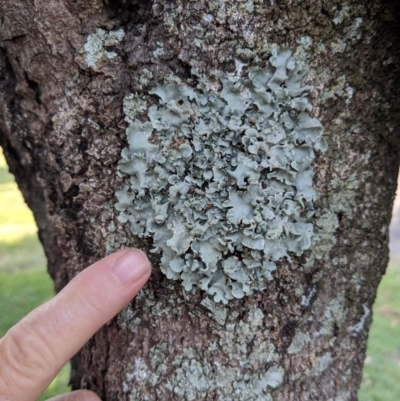 Unverified Fungus at Shoalhaven Heads, NSW - 13 Apr 2019 by Margot