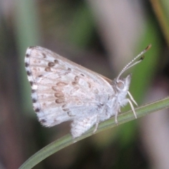 Lucia limbaria (Chequered Copper) at Conder, ACT - 2 Mar 2019 by michaelb