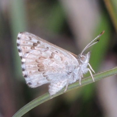 Lucia limbaria (Chequered Copper) at Conder, ACT - 2 Mar 2019 by michaelb