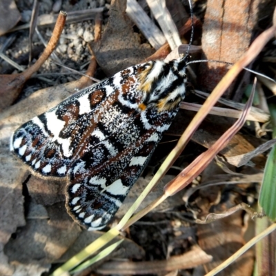 Apina callisto (Pasture Day Moth) at Jerrabomberra, NSW - 14 Apr 2019 by Wandiyali