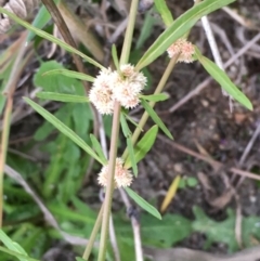 Alternanthera denticulata (Lesser Joyweed) at Booth, ACT - 13 Apr 2019 by JaneR