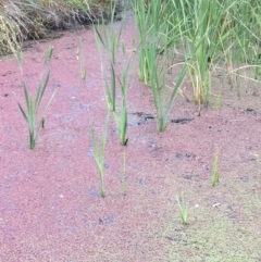 Azolla rubra (Red Water Fern) at Booth, ACT - 13 Apr 2019 by JaneR