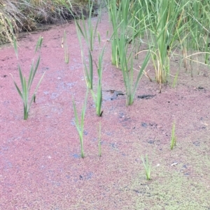 Azolla rubra at Booth, ACT - 13 Apr 2019