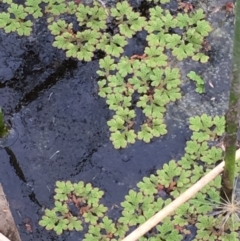 Azolla filiculoides at Booth, ACT - 13 Apr 2019