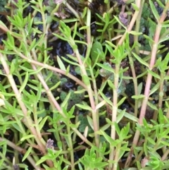 Crassula helmsii (Swamp Stonecrop) at Booth, ACT - 13 Apr 2019 by JaneR