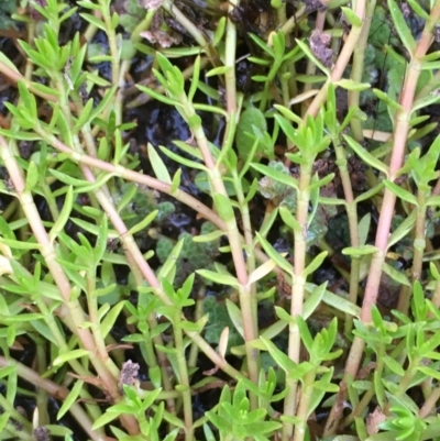 Crassula helmsii (Swamp Stonecrop) at Old Naas TSR - 13 Apr 2019 by JaneR