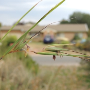 Themeda triandra at Conder, ACT - 5 Mar 2019