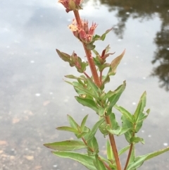 Lythrum salicaria (Purple Loosestrife) at Booth, ACT - 13 Apr 2019 by JaneR