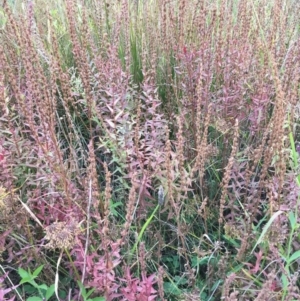 Lythrum salicaria at Booth, ACT - 13 Apr 2019