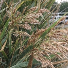 Phragmites australis (Common Reed) at Booth, ACT - 13 Apr 2019 by JaneR