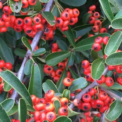 Pyracantha crenulata (Firethorn) at Old Naas TSR - 13 Apr 2019 by JaneR