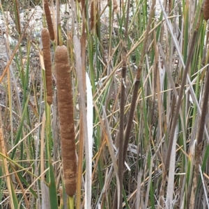 Typha sp. at Booth, ACT - 13 Apr 2019