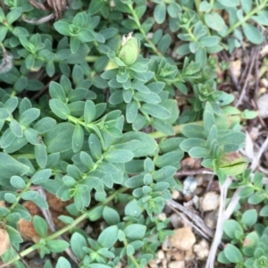 Hypericum japonicum at Booth, ACT - 13 Apr 2019