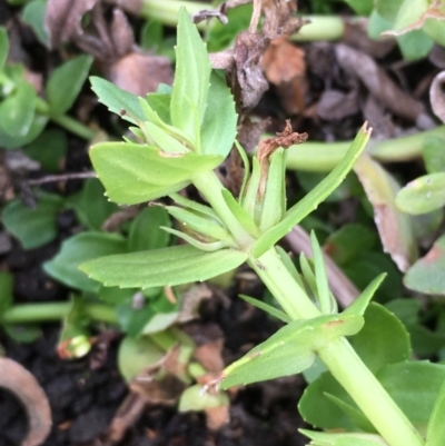 Gratiola peruviana (Australian Brooklime) at Old Naas TSR - 13 Apr 2019 by JaneR