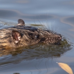 Hydromys chrysogaster (Rakali or Water Rat) at Fyshwick, ACT - 14 Apr 2019 by rawshorty