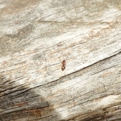 Unverified Ant (Hymenoptera, Formicidae) at Namadgi National Park - 13 Apr 2019 by Christine