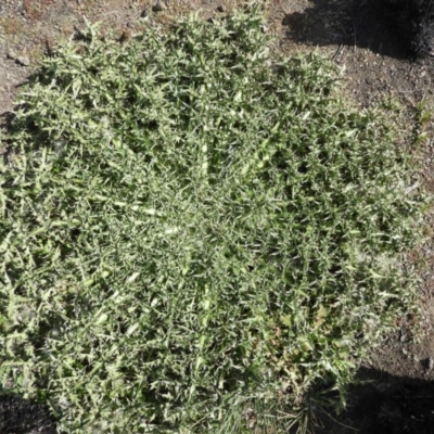 Carduus nutans (Nodding Thistle) at Mount Clear, ACT - 13 Apr 2019 by Christine