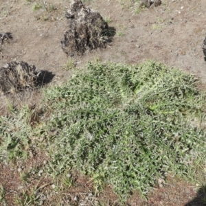 Carduus nutans at Mount Clear, ACT - 13 Apr 2019