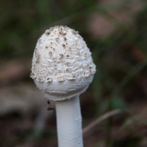 Macrolepiota dolichaula at Shoalhaven Heads, NSW - 11 Apr 2019