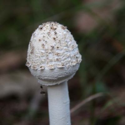 Macrolepiota dolichaula (Macrolepiota dolichaula) at Shoalhaven Heads, NSW - 11 Apr 2019 by Nurjahan