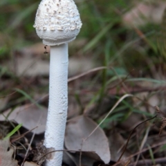 Macrolepiota dolichaula at Shoalhaven Heads, NSW - 11 Apr 2019