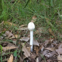 Macrolepiota dolichaula at Shoalhaven Heads, NSW - 11 Apr 2019 07:24 AM