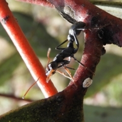 Myrmecia sp., pilosula-group (Jack jumper) at Namadgi National Park - 13 Apr 2019 by Christine