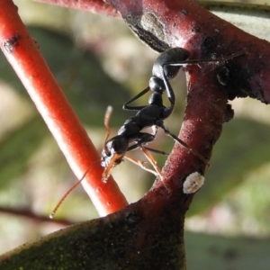 Myrmecia sp., pilosula-group at Mount Clear, ACT - 13 Apr 2019 12:41 PM