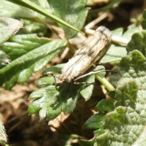 Faveria tritalis at Mount Clear, ACT - 13 Apr 2019