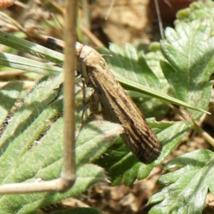 Faveria tritalis at Mount Clear, ACT - 13 Apr 2019 12:38 PM