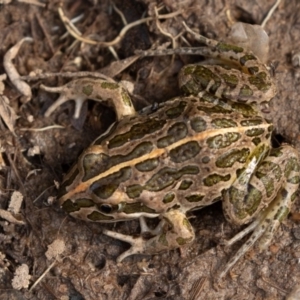 Limnodynastes tasmaniensis at Mount Clear, ACT - 13 Apr 2019 03:28 PM